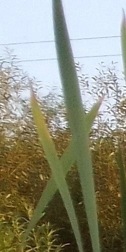 Пришла война... (великий князь в СССР - 3)